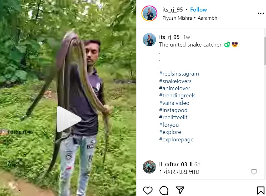 viral-video-man-holding-3-big-poison-king-cobras-together-in-his-hand