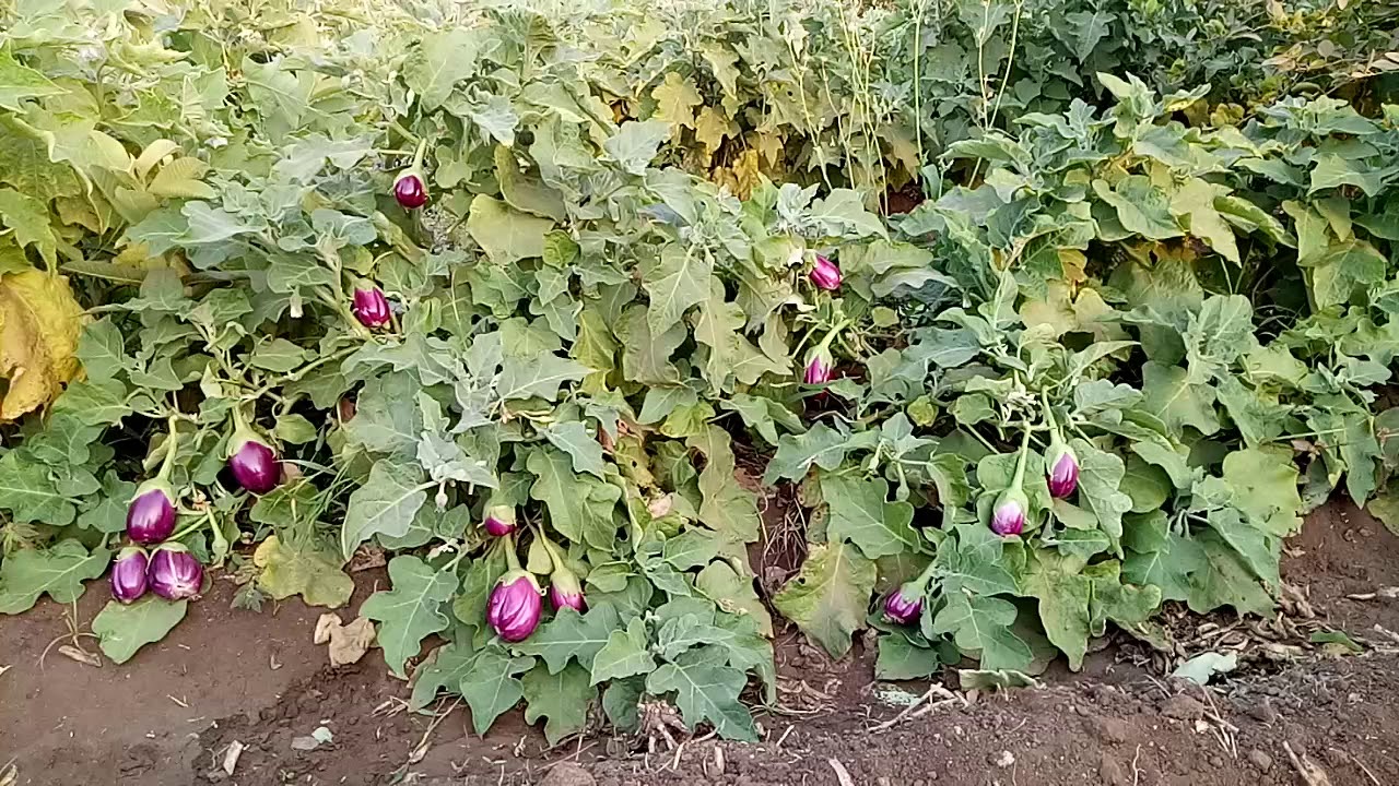 modasa women kitchen gardening idea 