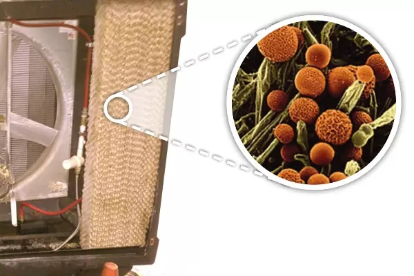 how to clean air cooler honeycomb - how to clean air cooler water tank - air cooler cleaning - Why Does Cooler Smell Fishy - tips for get rid of bad smell of air cooler at home in gujarati - Air Cooler Smell Fishy - Cooler Bad Smell Solution in a Minute 