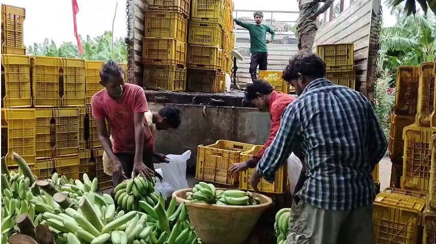 amreli banana farmers suffer low prices against high costs