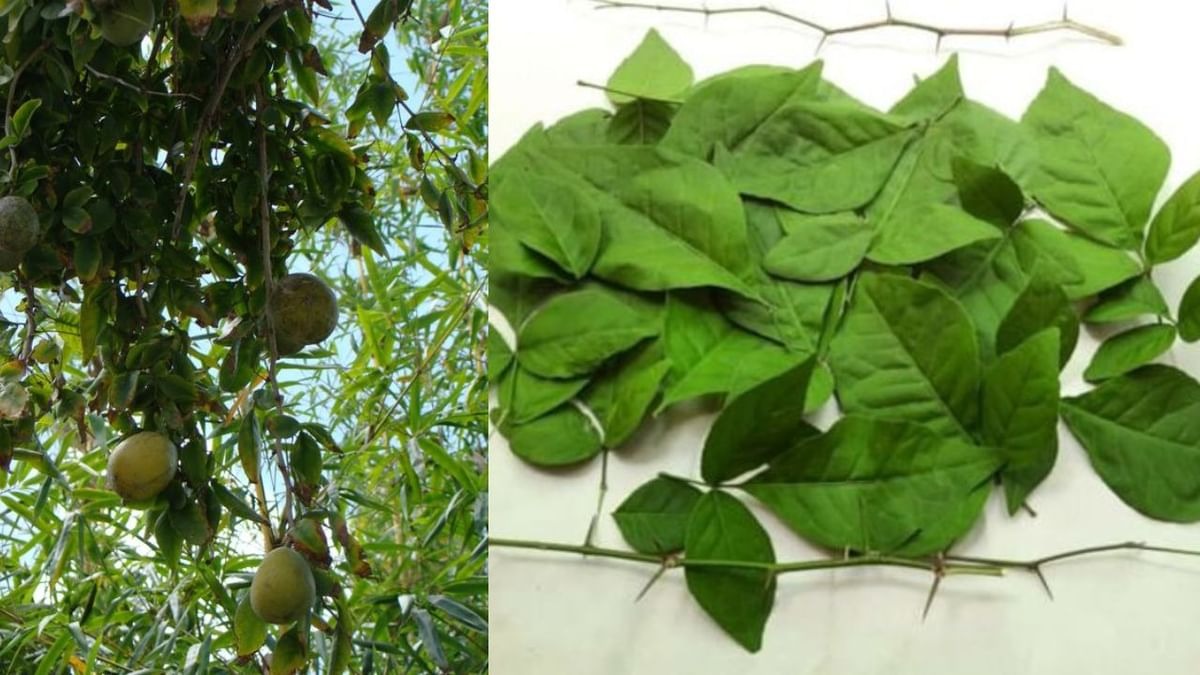 Health Benefits Of Bilv Patra : બિલીપત્રા ચાવવાના ફાયદા - બિલિપત્ર આરોગ્ય માટે ખુબ સારૂ 