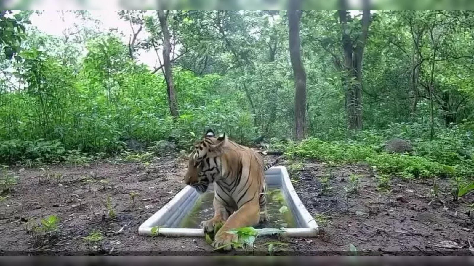 Gujarat Become First state where Lion Lepord And Tiger Live 