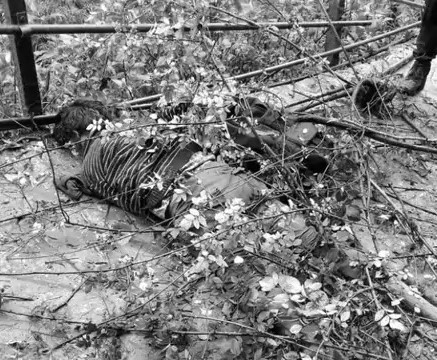 gaurikund kedarnath path tragedy three devotees Died in landslides 8 injured , ગૌરીકુંડ નજીક કેદારનાથ પદયાત્રા માર્ગ પર ભૂસ્ખલન, શ્રદ્ધાળુઓ પર ભારે પથ્થર પડતા 3નાં મોત, 8 ઘાયલ થયા