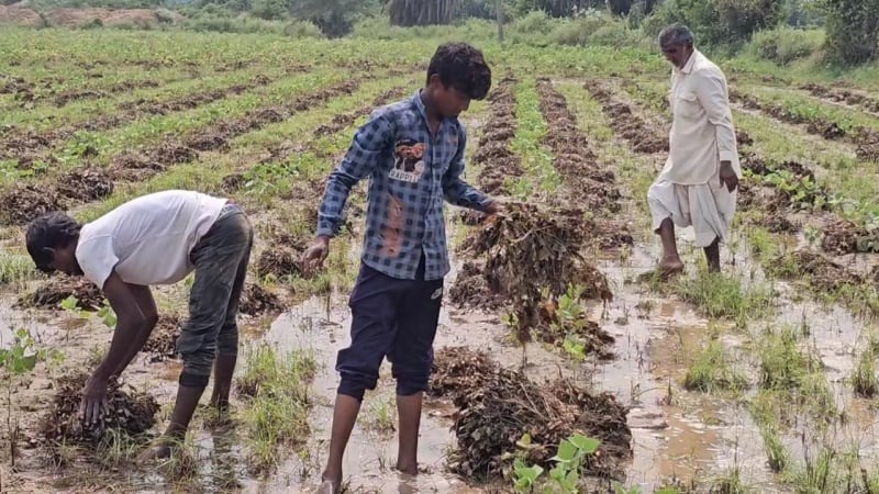 Farmers In Gujarat Suffer Due To Unseasonal Rains 80 Percentage Crop Damaged - Gujarat forecast rain nuksan
